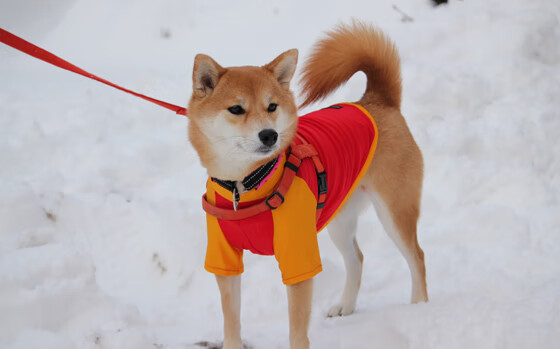 极速与智谋，从F1街道赛到篮球场，三线并进的竞技哲学