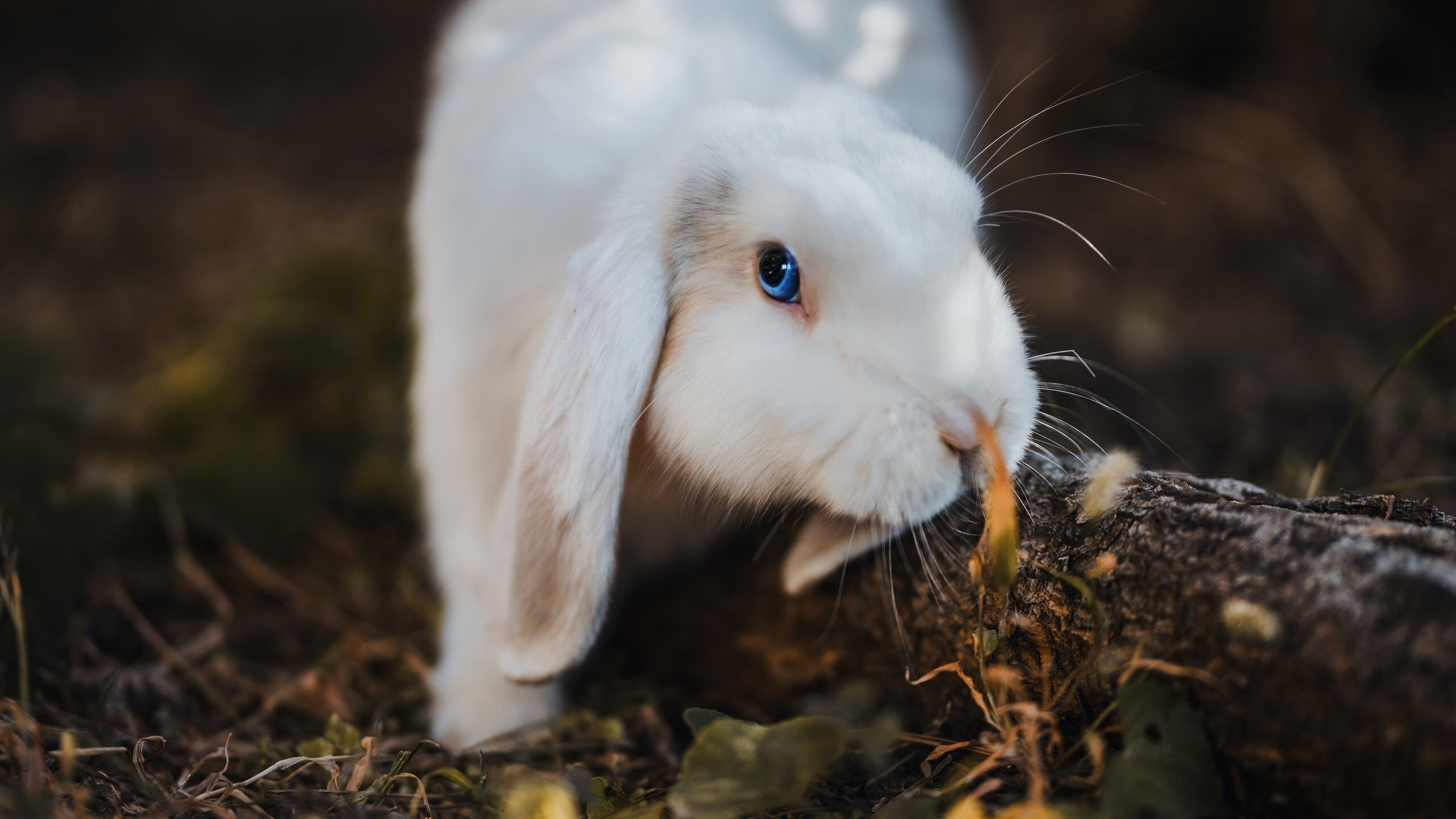 雄鹿对76人，塔图姆压力下的爆发，映照篮球的多重韧性
