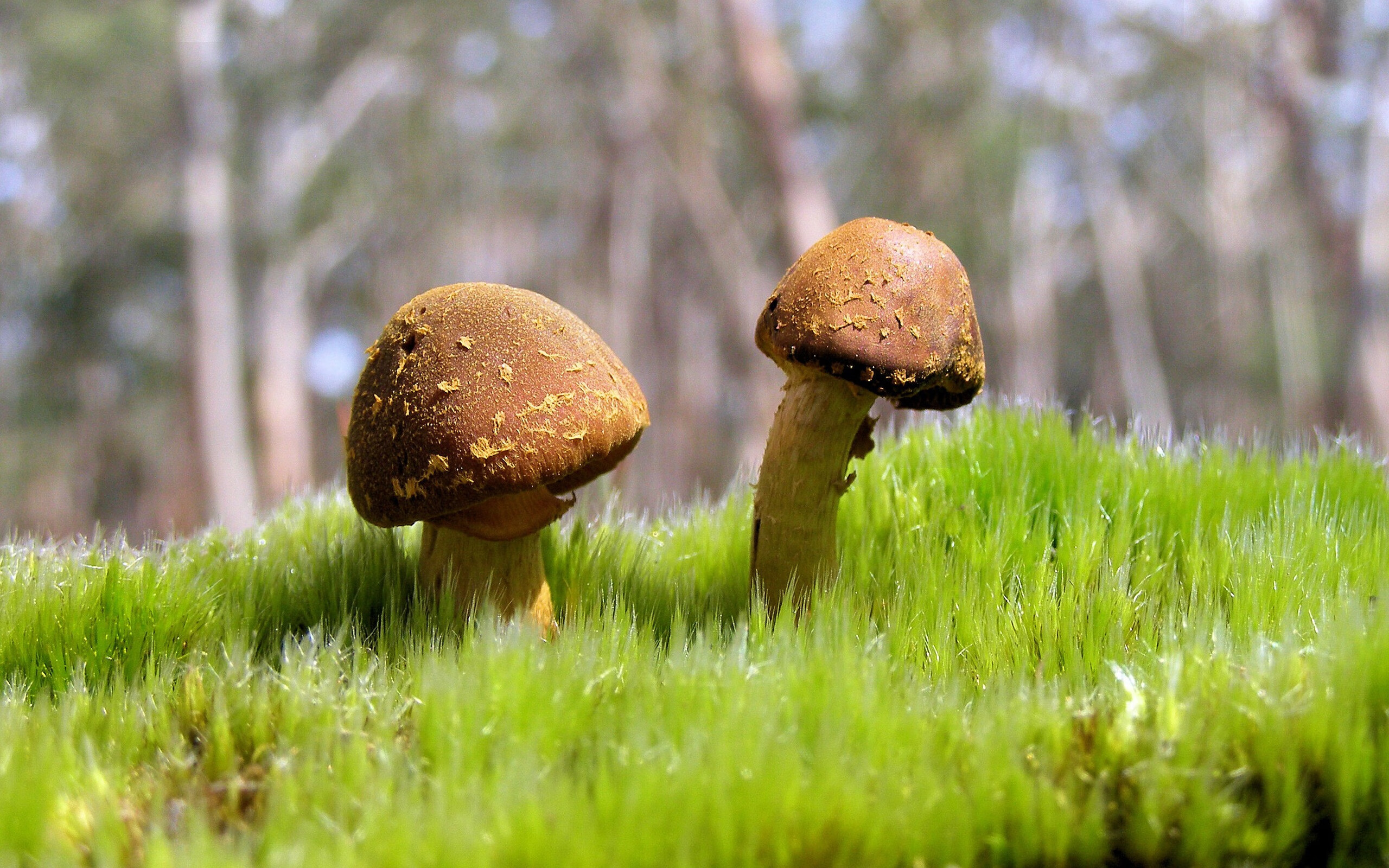 当篮球灵魂注入足球之躯，奥斯梅恩抢七时刻震撼欧陆