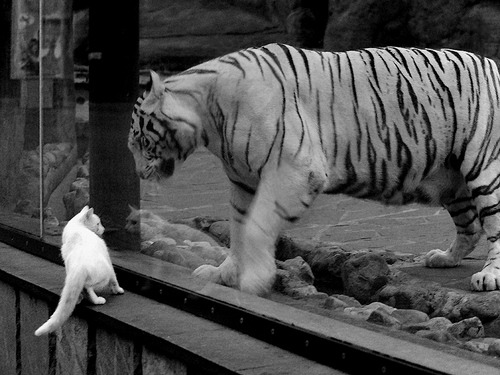 吉林队爆冷斩落东部豪强骑士，马克西48分火力全开尽显锋芒