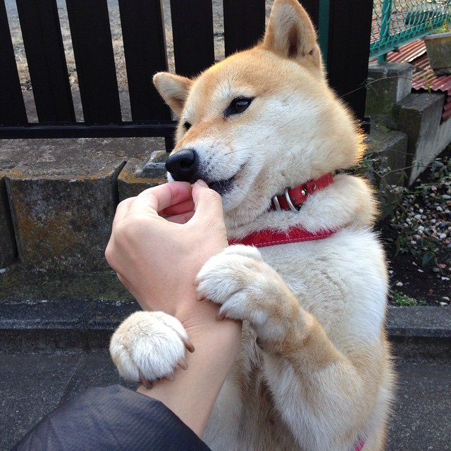 巴斯托尼化身叹息之墙，阿尔及利亚奇迹之夜决胜局绝尘带走加拿大