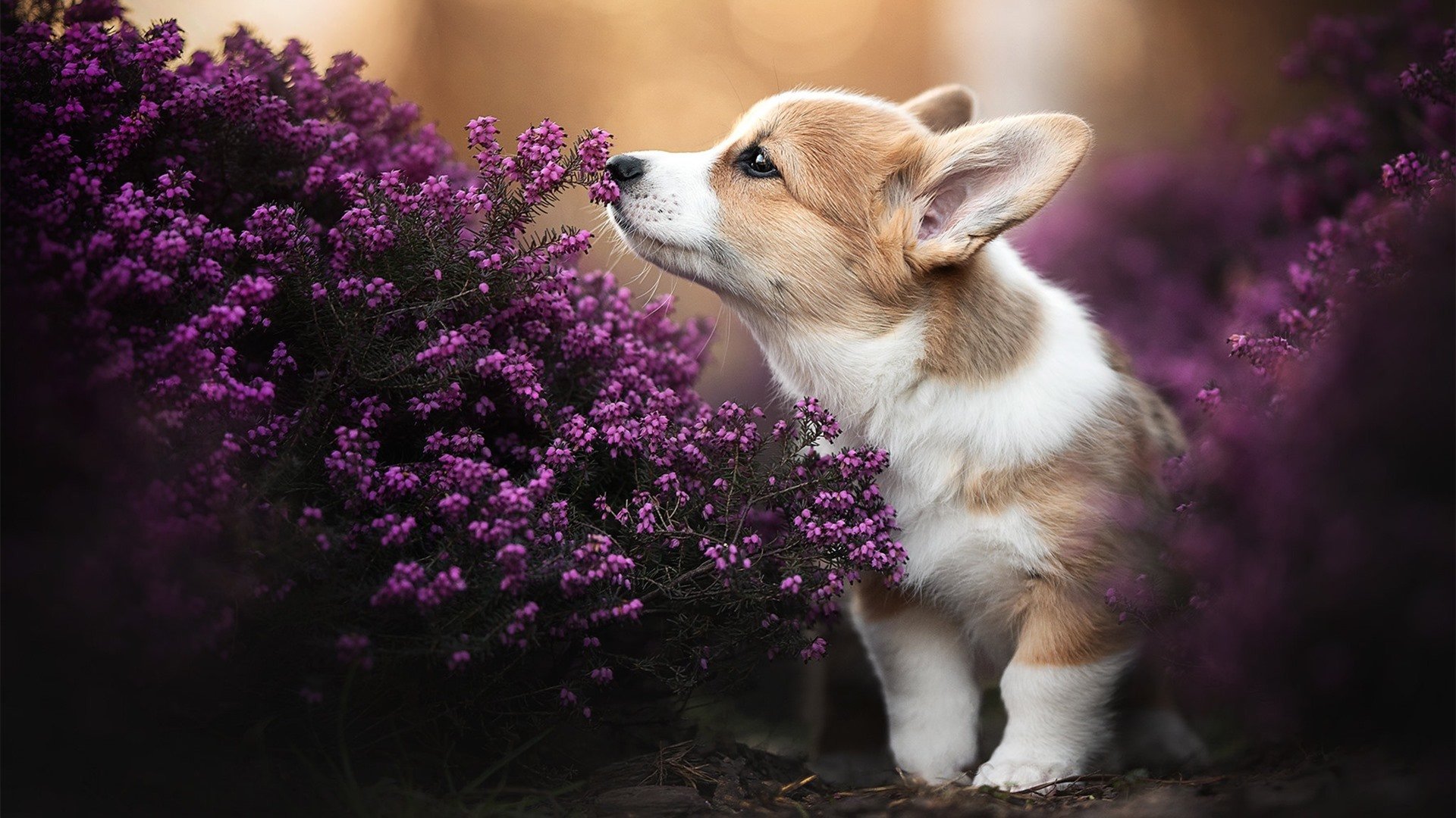 开普敦凌晨的哨声，当曼城用蓝色染透南非的夜空