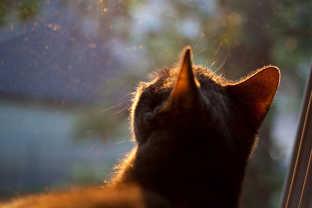东方巨龙鏖战北岸花园，辽宁加时逆天改命，哈利伯顿50+三双难救主