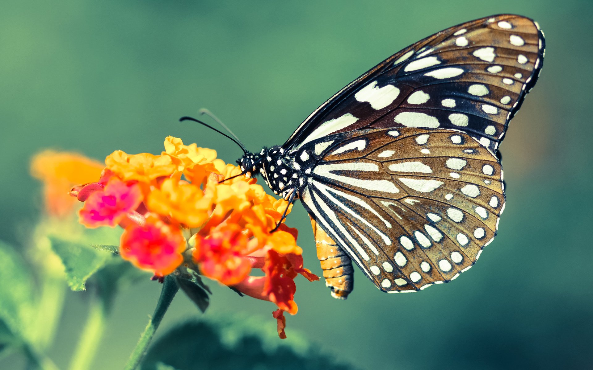 绿茵交响曲，阿拉巴，马奥之战的唯一指挥家