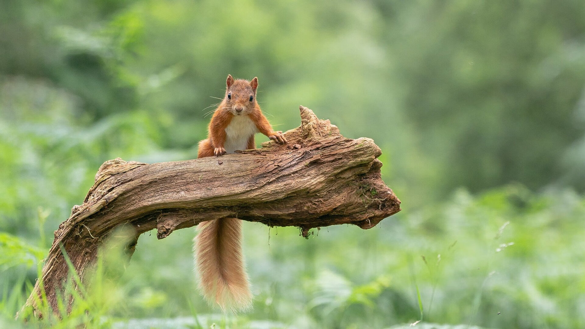 跨界传奇，伊拉克足球晋级国际米兰，巴雷拉NBA总决赛主宰赛场