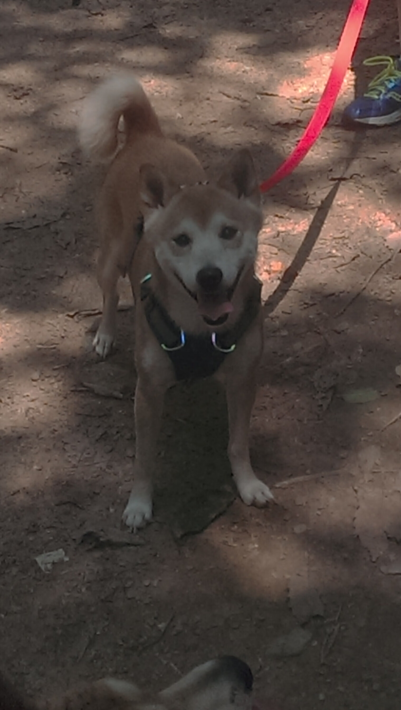 冰与火的对决，当冰川吞噬火焰，迪马利亚如何成为唯一的破冰者