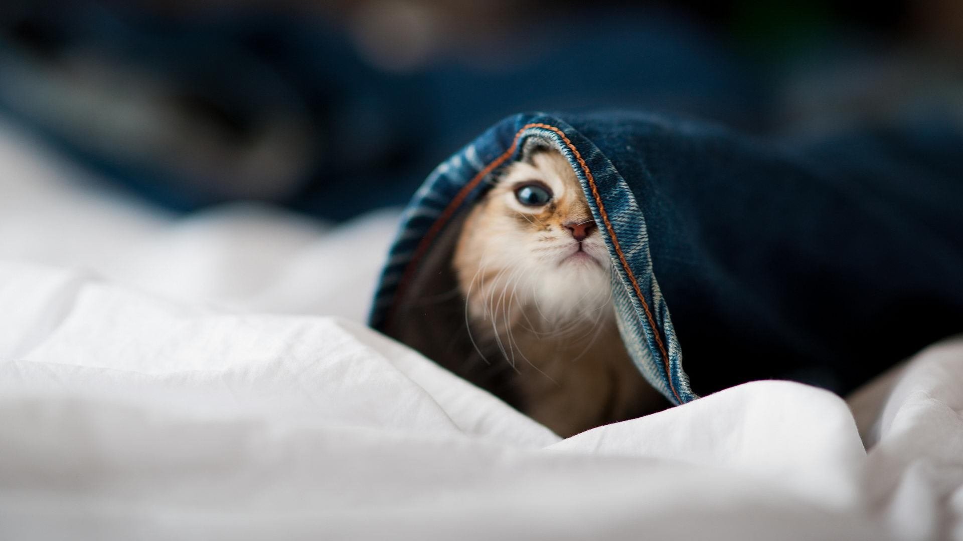 铁血热火诠释团队哲学 孤星东契奇演绎极简篮球—当代NBA的两种强势样本