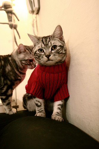 绿鹰之镰，阿尔及利亚收割厄瓜多尔，奥亚尔萨瓦尔完成自我救赎