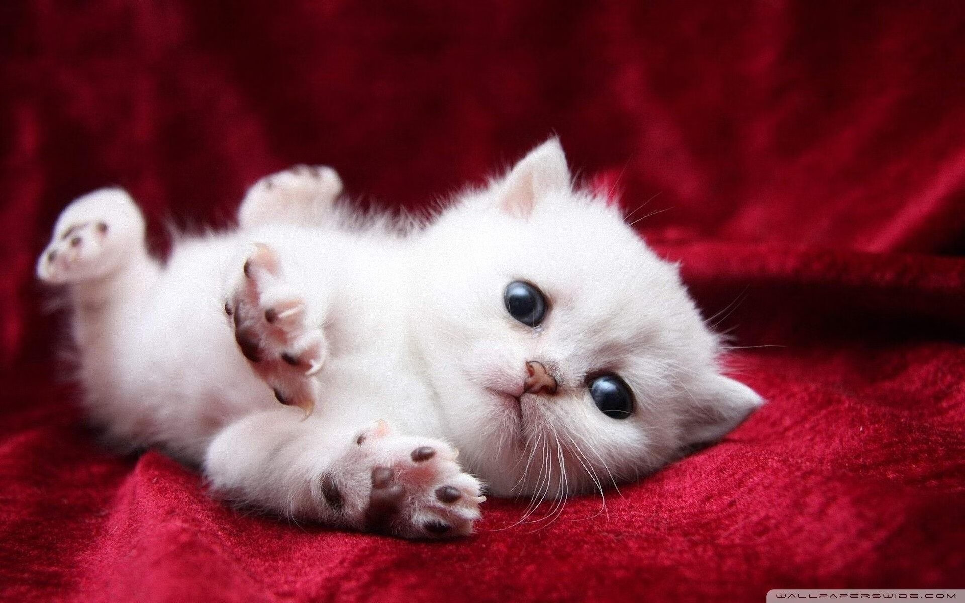 约基奇的绝对统治与篮网的绝地逆袭，NBA夜晚的两种伟大