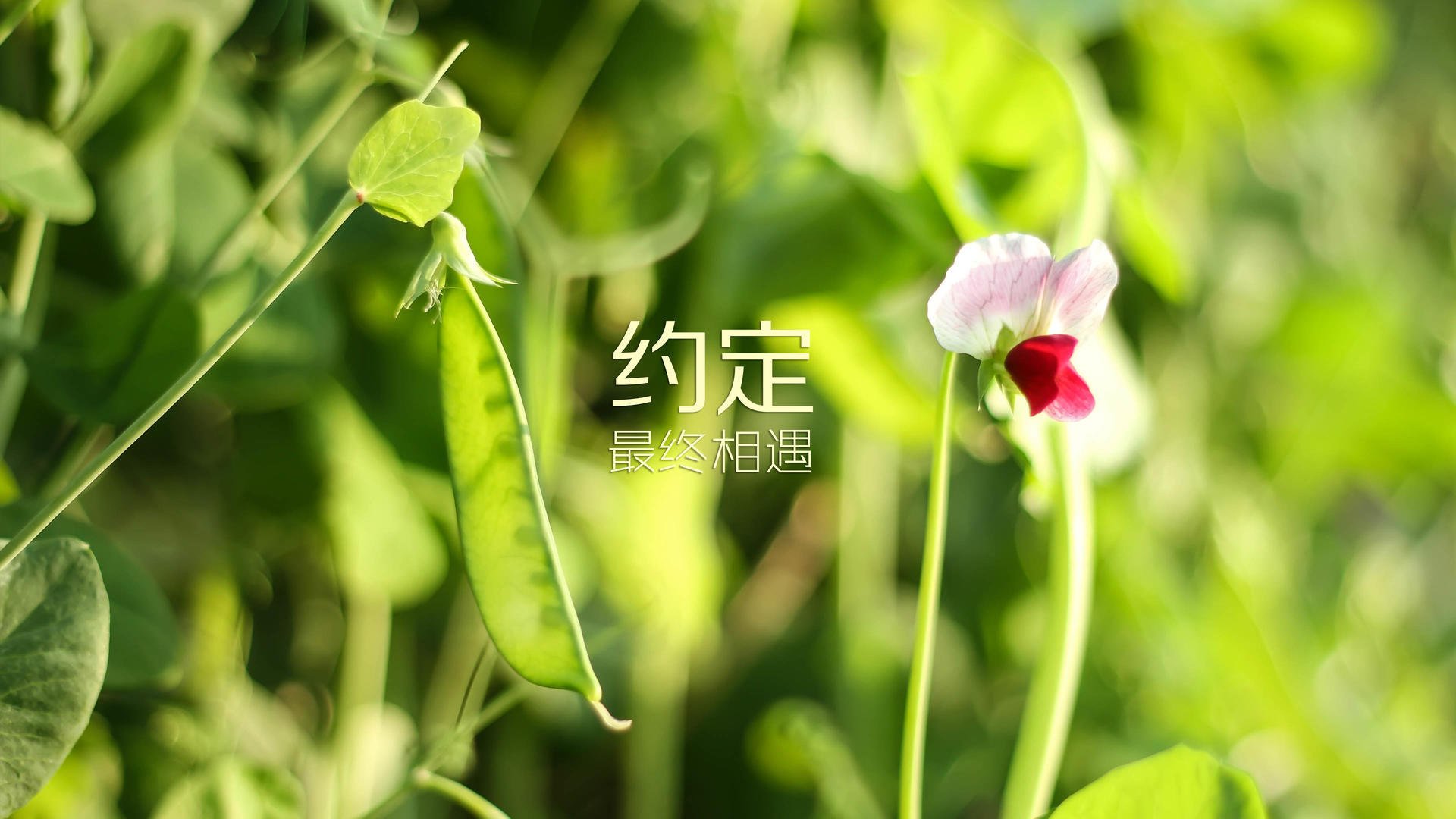 蓝衣颠覆,2026世界杯F组冷夜,伊拉克奇袭乌拉圭,莫德里奇奏响反向交响曲